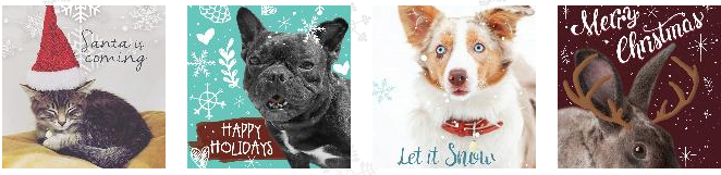 Ontario spca holiday cards, paws and give