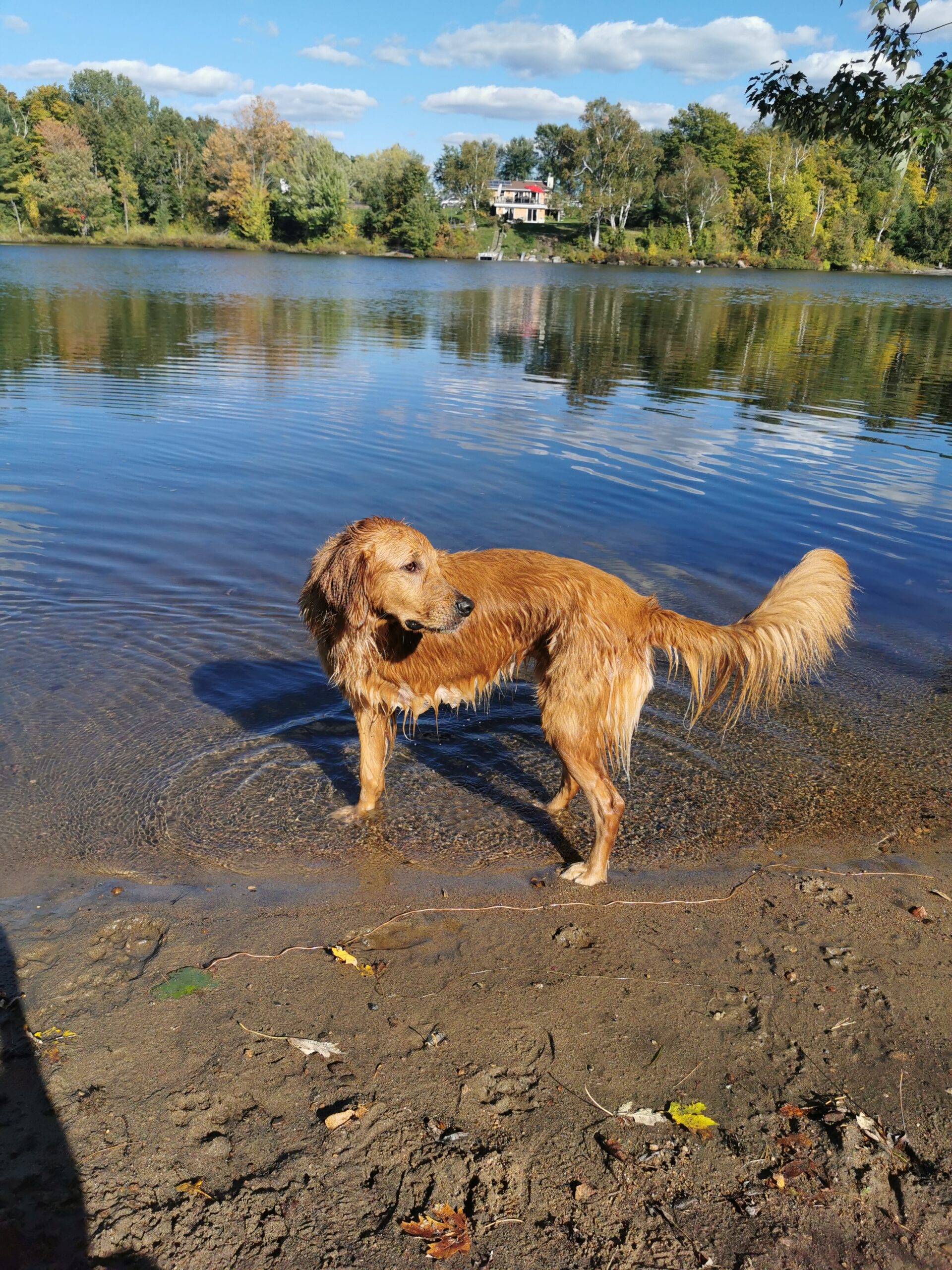 can dogs swim with 3 legs