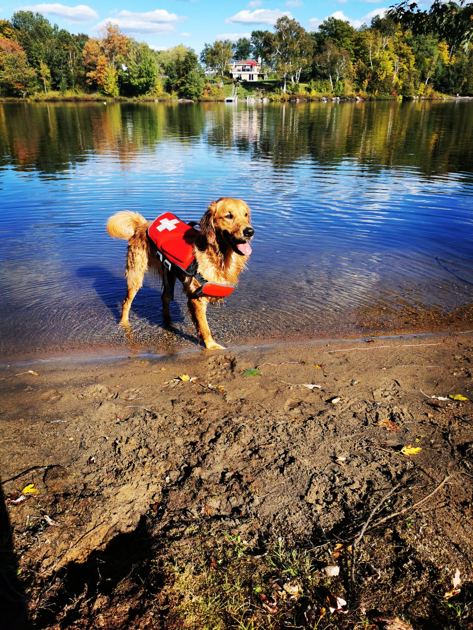 can dogs swim with 3 legs