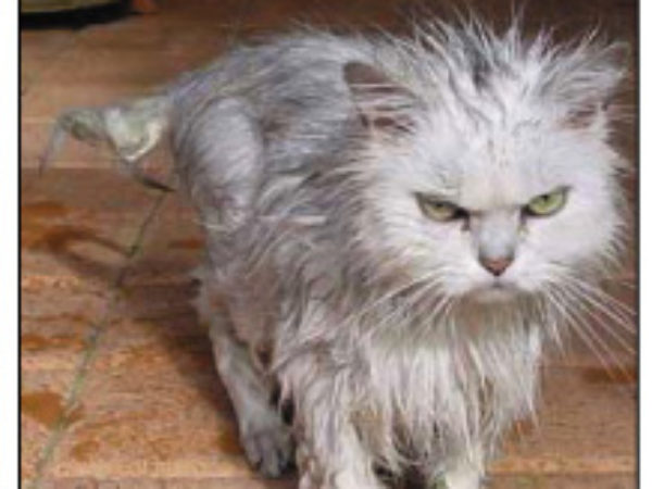 Don't forget to regularly groom your cat!