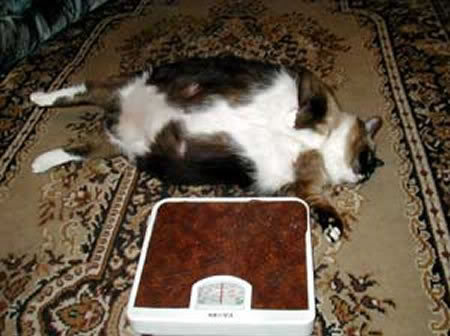 Obesity in Cats - Ontario SPCA and Humane Society