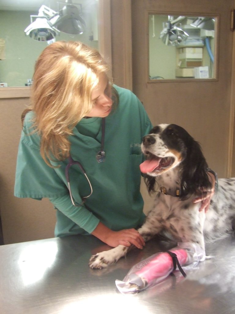 Why You Need Pet Insurance Ontario SPCA and Humane Society Why You Need Pet Insurance Ontario SPCA and Humane Society