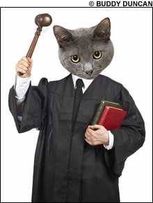 American cat called to Jury Duty - Ontario SPCA and Humane Society