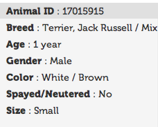 adopt jack russell, terrier adoption,