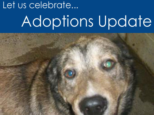 Adoption Update for the week of October 21 to 28, 2012