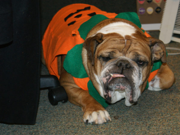 Roxy the Pumpkin