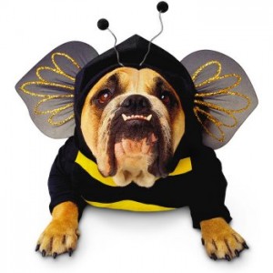 bulldog costume, ospca blog