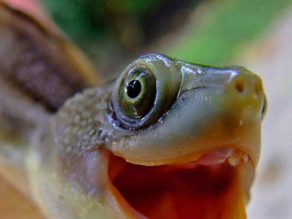 Smiling turtle