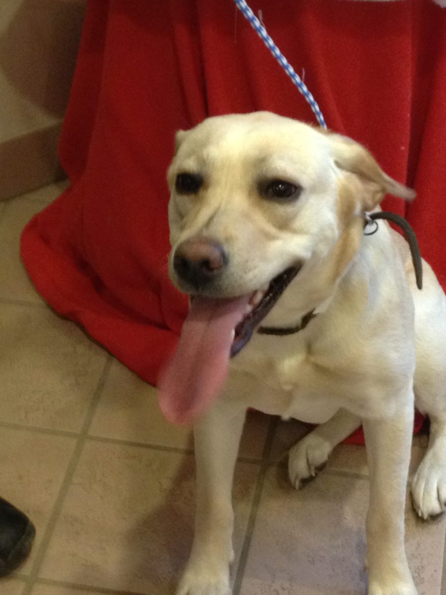 Ontario SPCA Spay/Neuter Clinic in Barrie performs its 5000th surgery