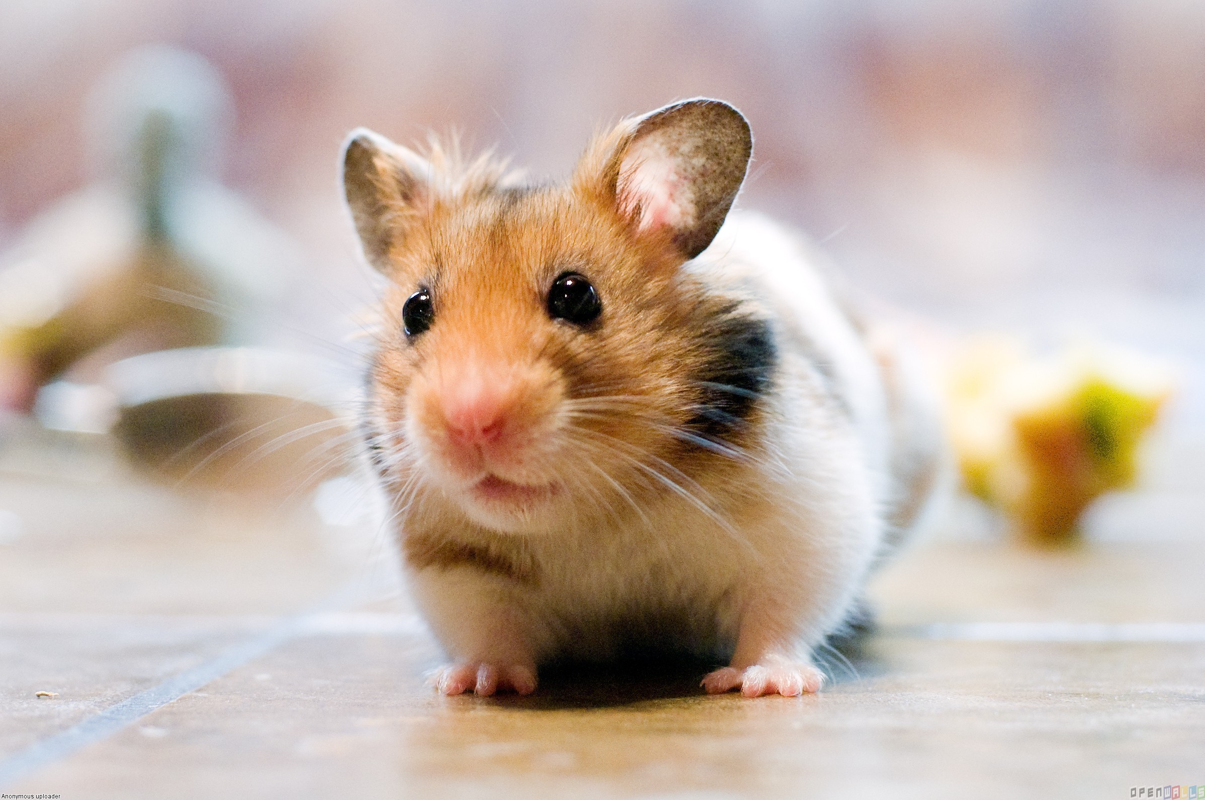 Hamster Care - Photos