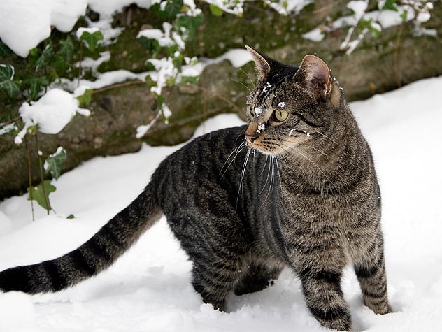 Caring For Feral Cats In The Winter Ontario Spca And Humane Society