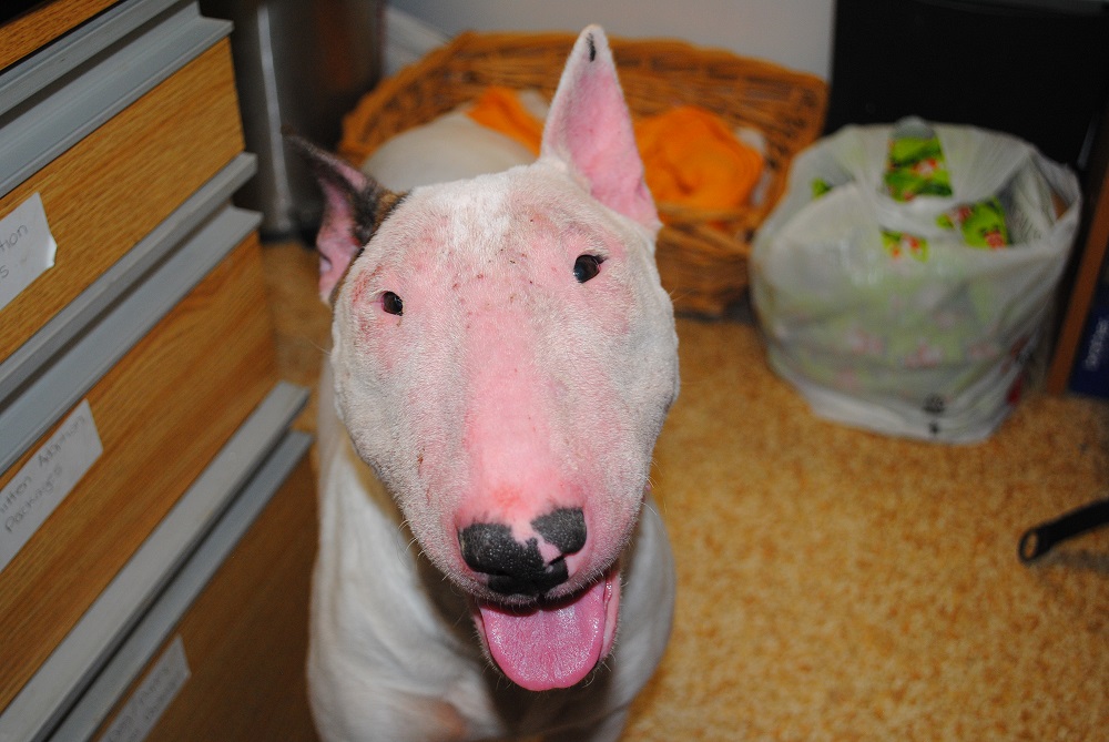 Bull Terrier Puppies For Sale Toronto