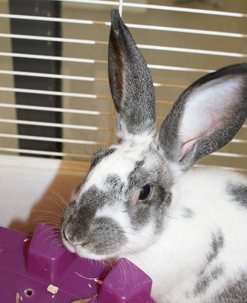 Bunnies for Adoption at PEAC Ontario SPCA and Humane Society