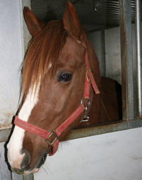 Sox the Horse