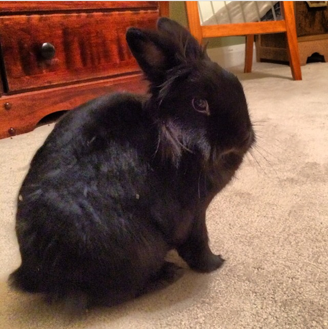 Pets for Allergy Sufferers Ontario SPCA and Humane Society