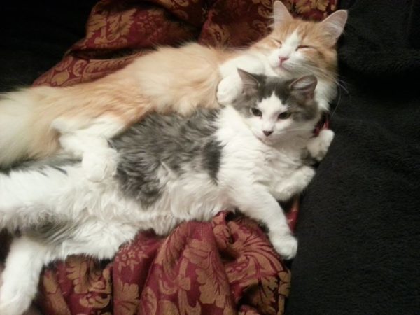 cats lying together