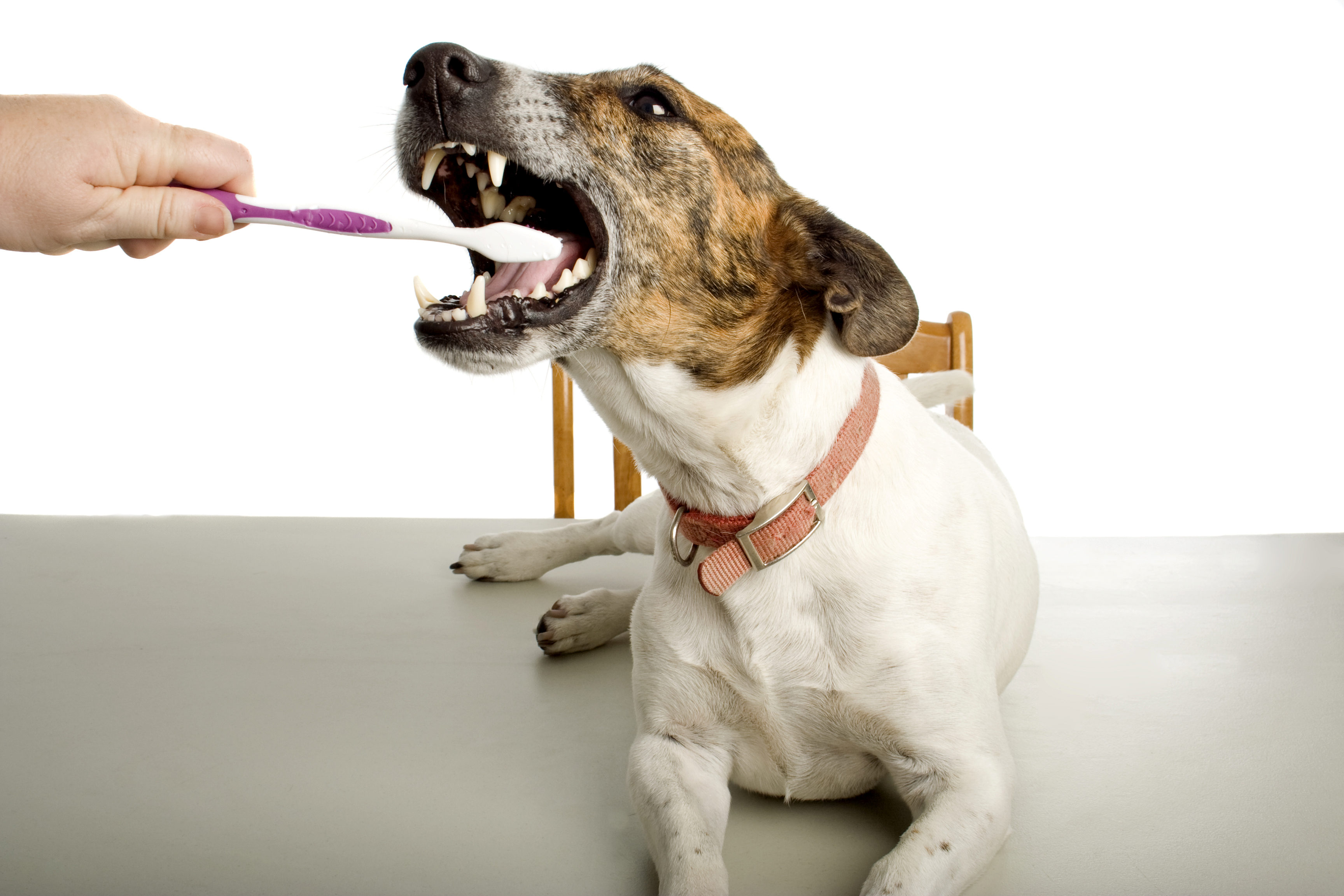 Как открыть рот собаке. Приспособления для чистки зубов собакам.
