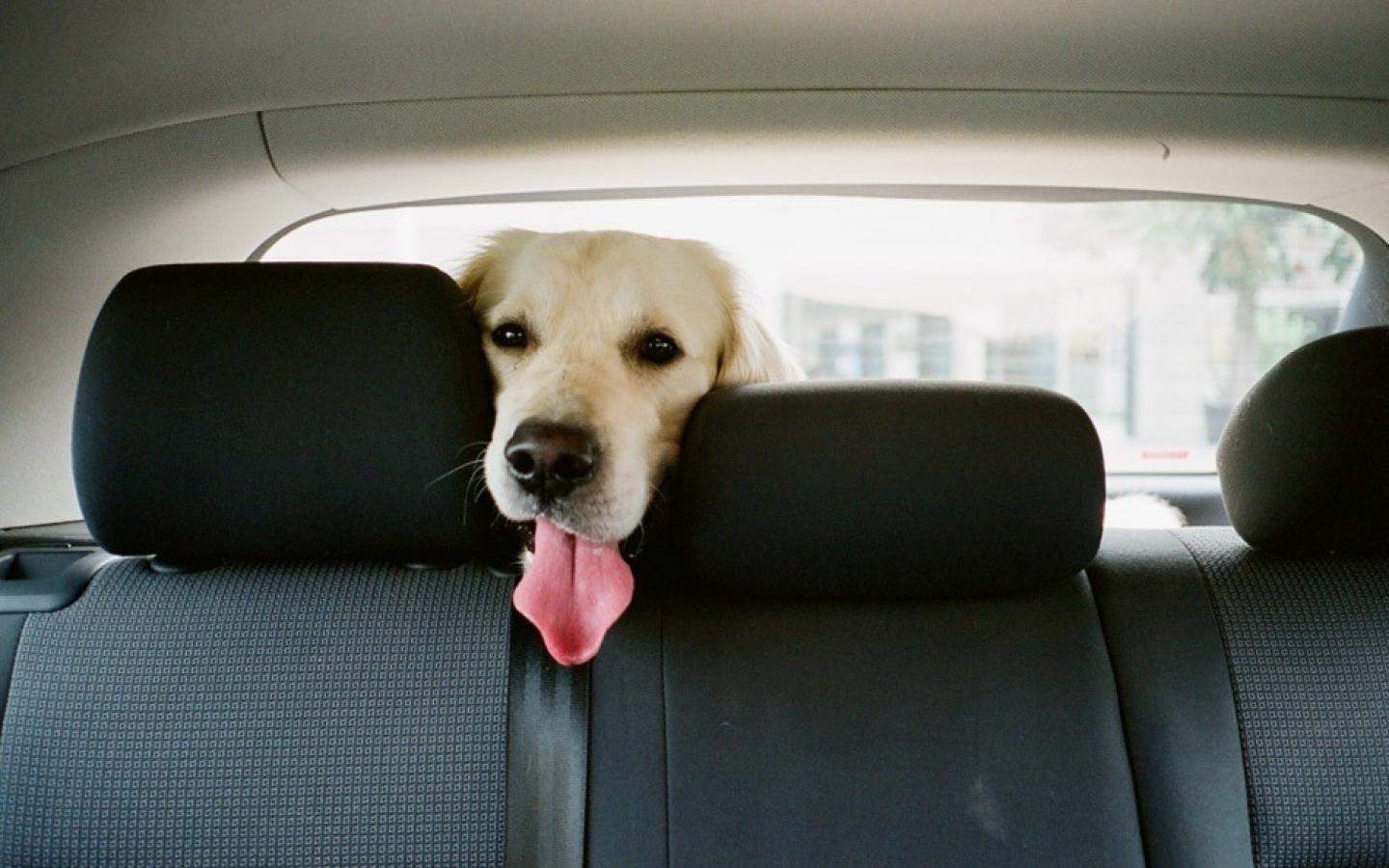 tips on keeping your dog safe while driving ontario spca and humane society ontario spca