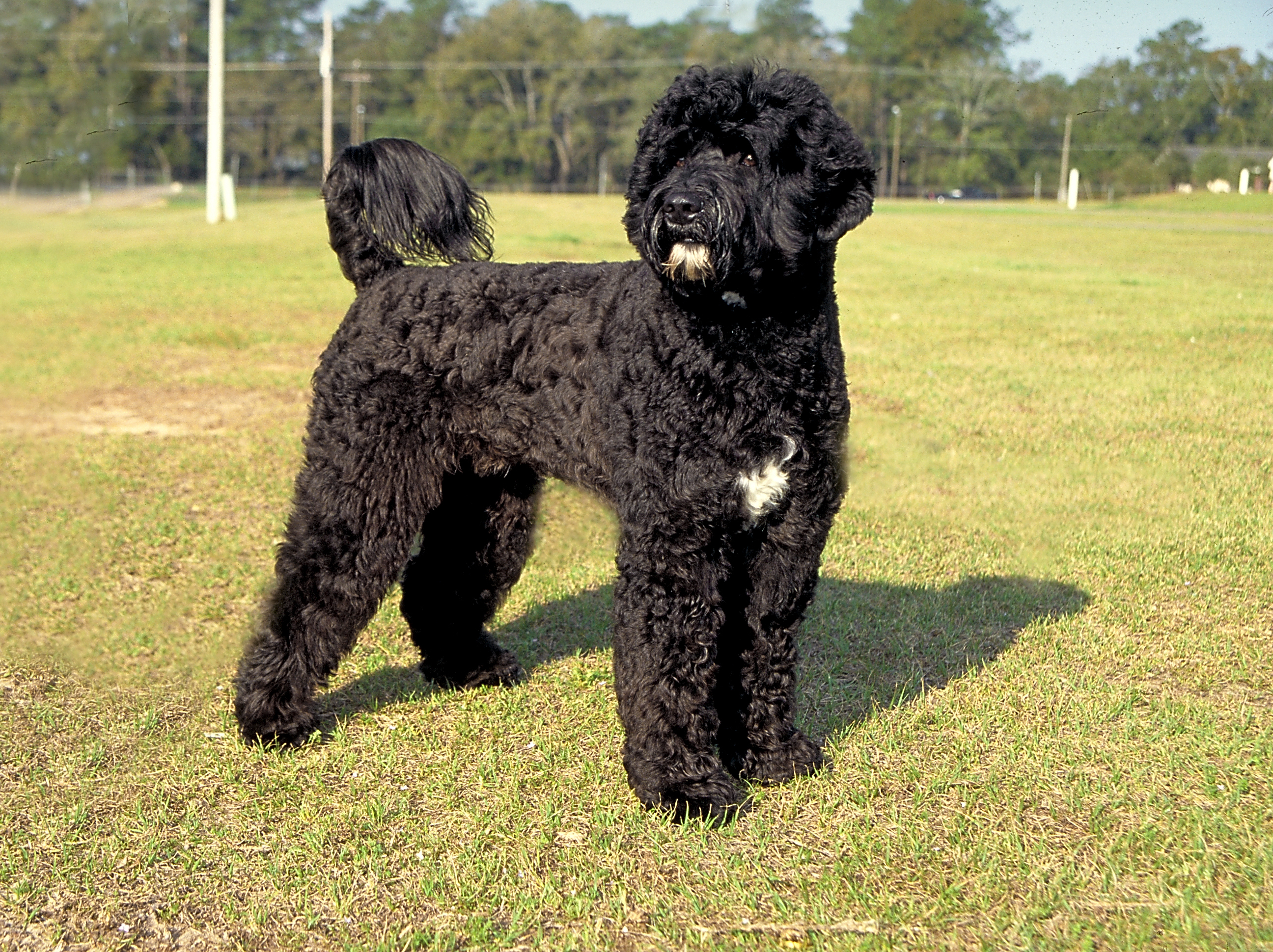 Portuguese Water Dog 1 