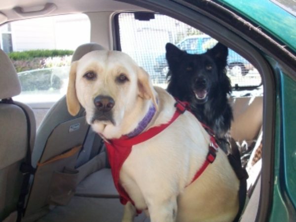 dogs strapped into backseat