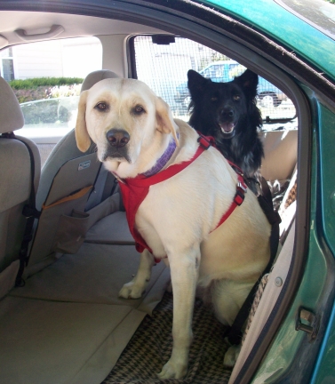 Can dogs sit shop on the front seat