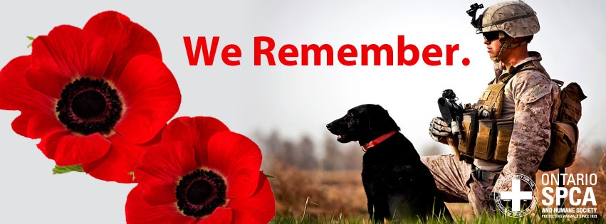 Remembrance day animals and soldiers