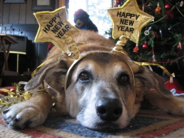Dog with new year headband on