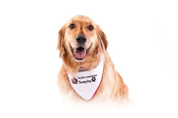 Can Your Dog Be A Therapy Dog? - Ontario SPCA and Humane Society