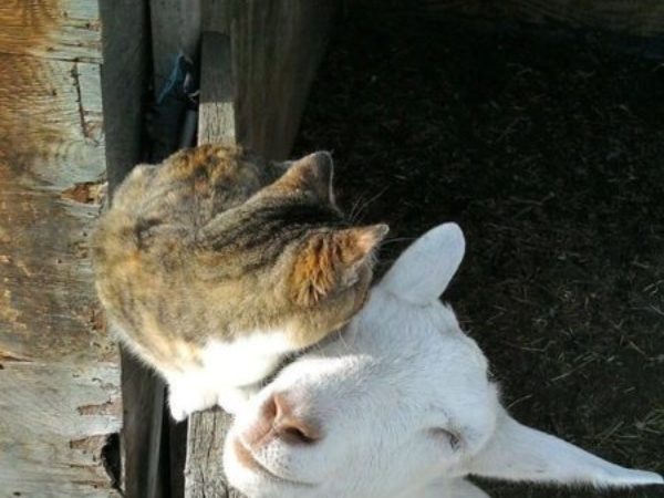 cat and goat cuddling