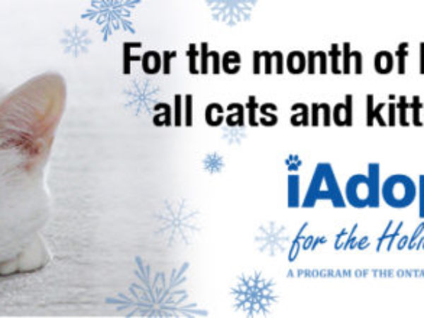 iAdopt cat promo banner 2014