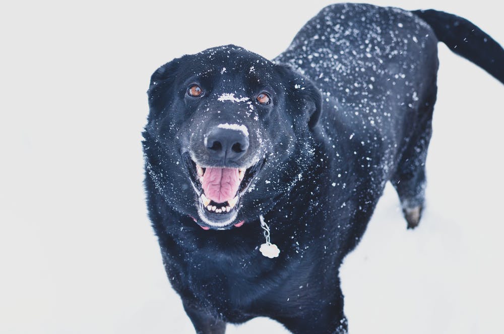 Winter care for your dog's paws and skin - Ontario SPCA and Humane Society