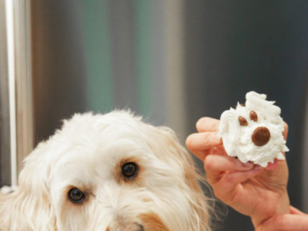 Anna Olson's dog with puppy cupcake