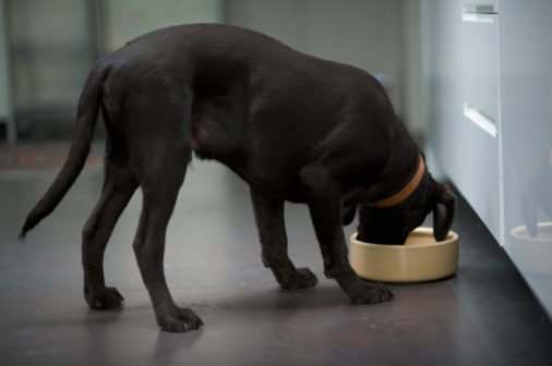 Dog eating from bowl