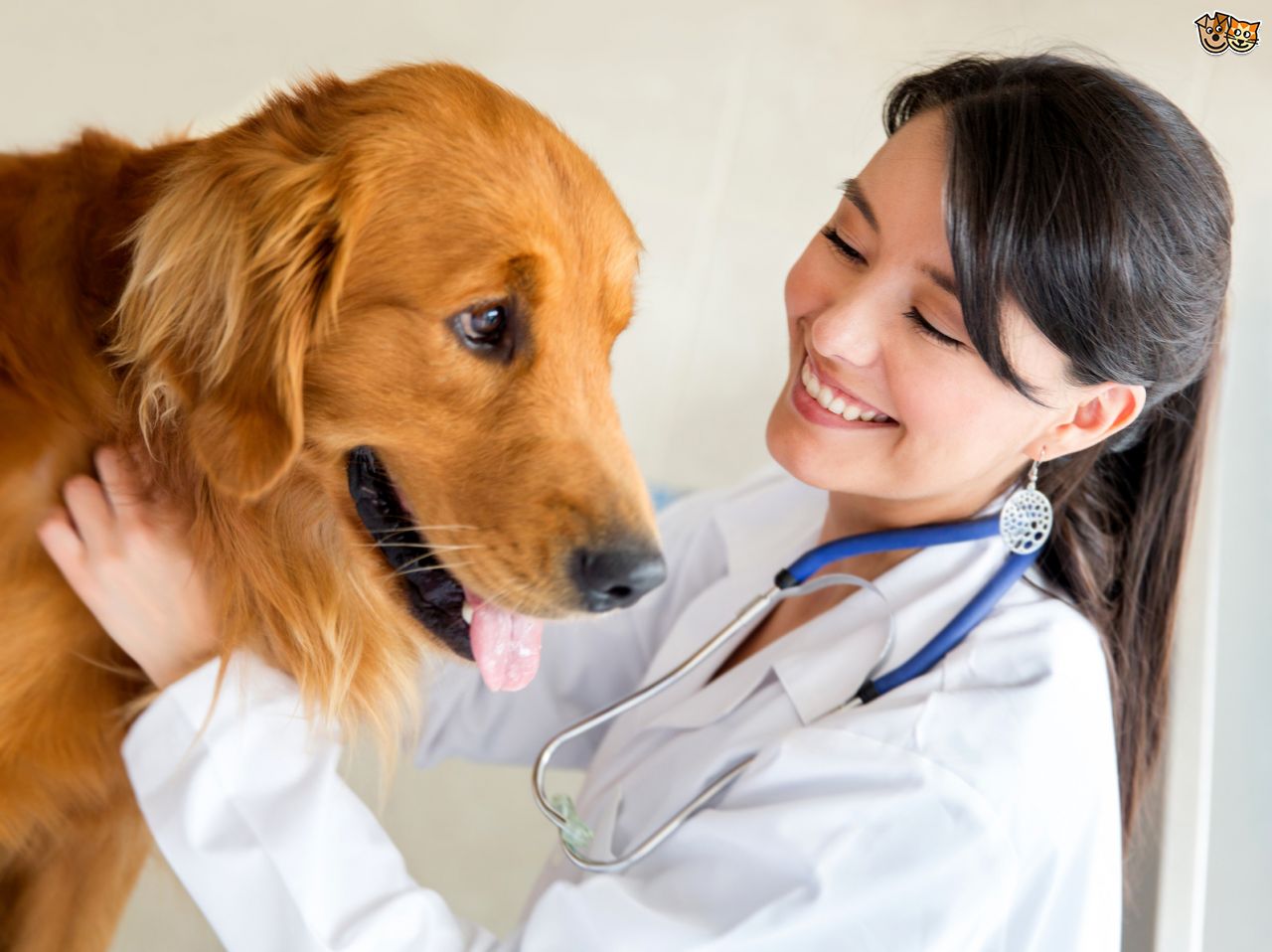 veterinarian examining a dog