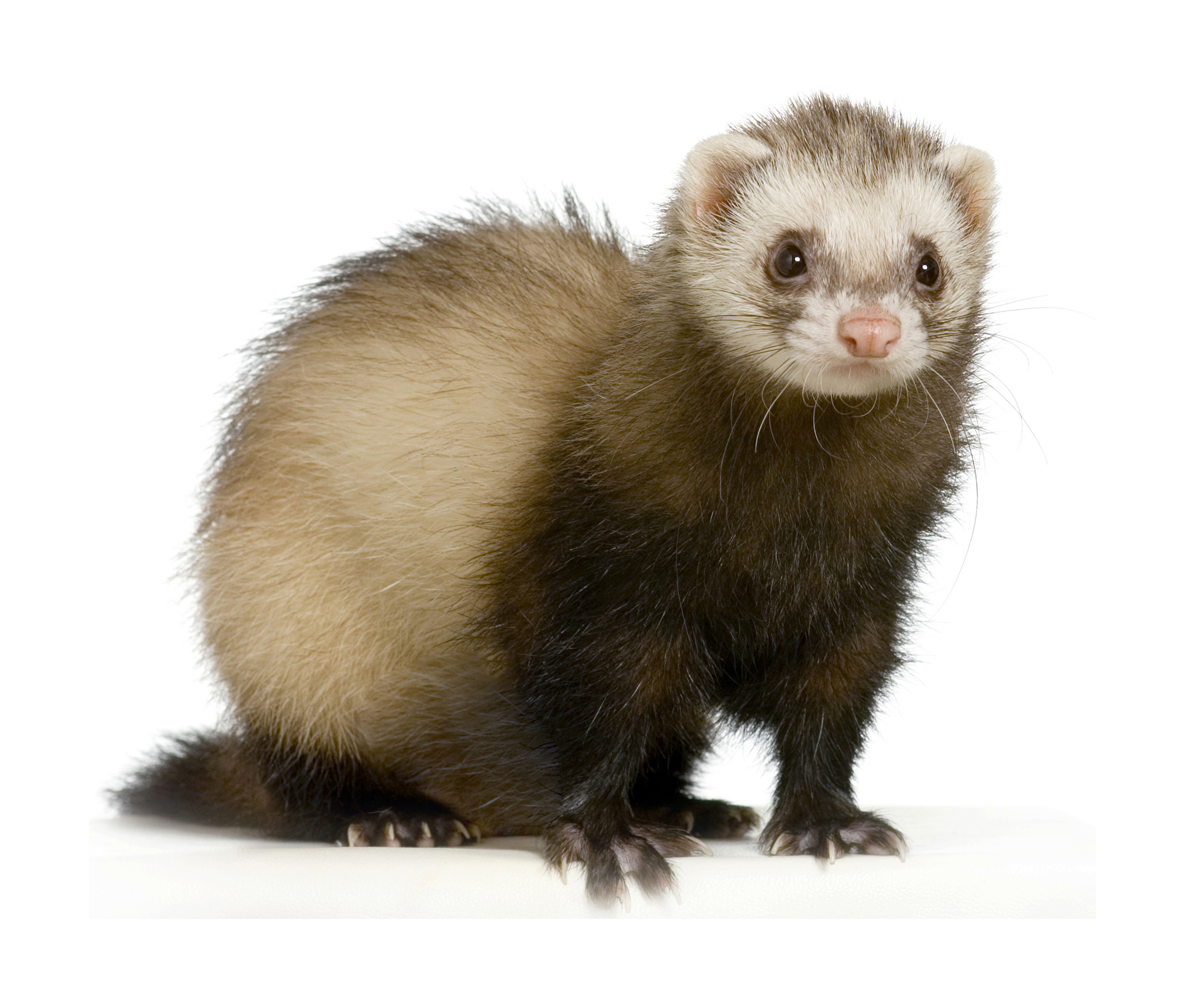 What To Know Before Adopting a Ferret Ontario SPCA and Humane Society