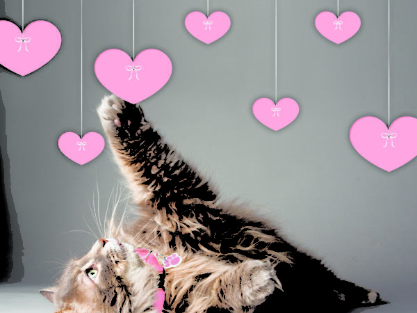 cat playing with pink hearts for valentine's day