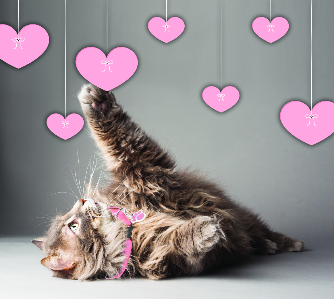 Happy Valentine’s Day! Ontario SPCA and Humane Society
