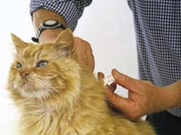 cat being microchipped