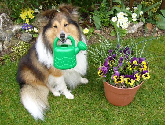 Gardening and Your Pet - Ontario SPCA and Humane Society