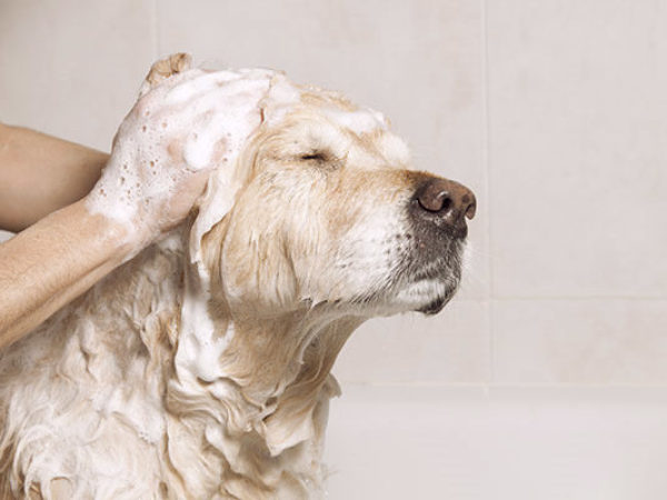 dog taking bath with shampoo