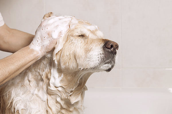 dog taking bath with shampoo