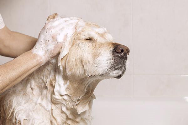 Dog 2025 ate shampoo