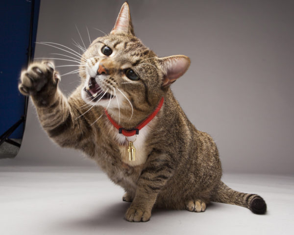 Why Cats Need Their Claws - Ontario SPCA and Humane Society