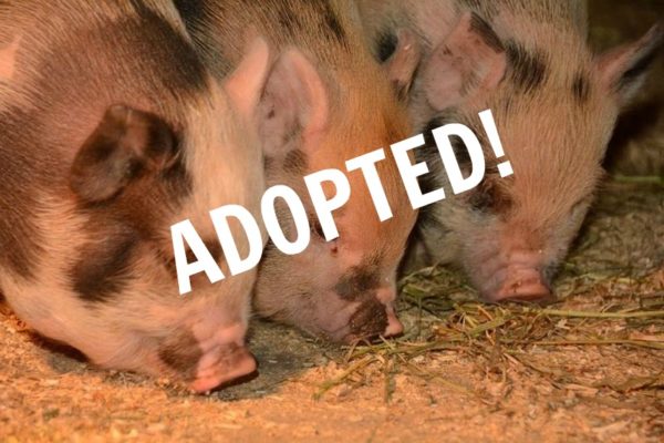 40 Pigs Need to Find Homes! – UPDATE: ADOPTED! - Ontario SPCA and ...