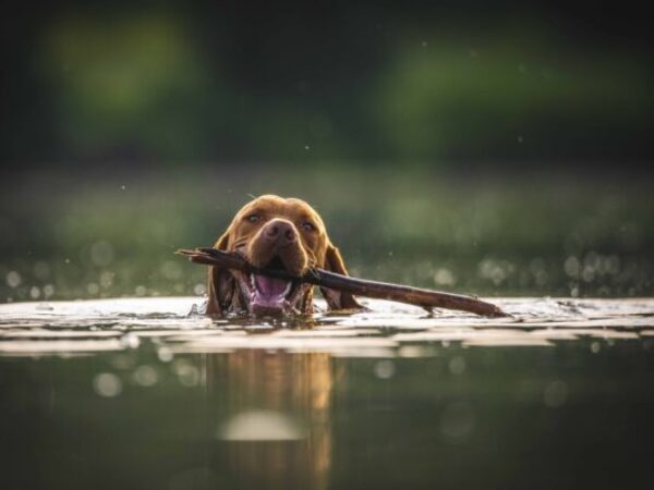 How to handle a high energy dog - Ontario SPCA and Humane Society