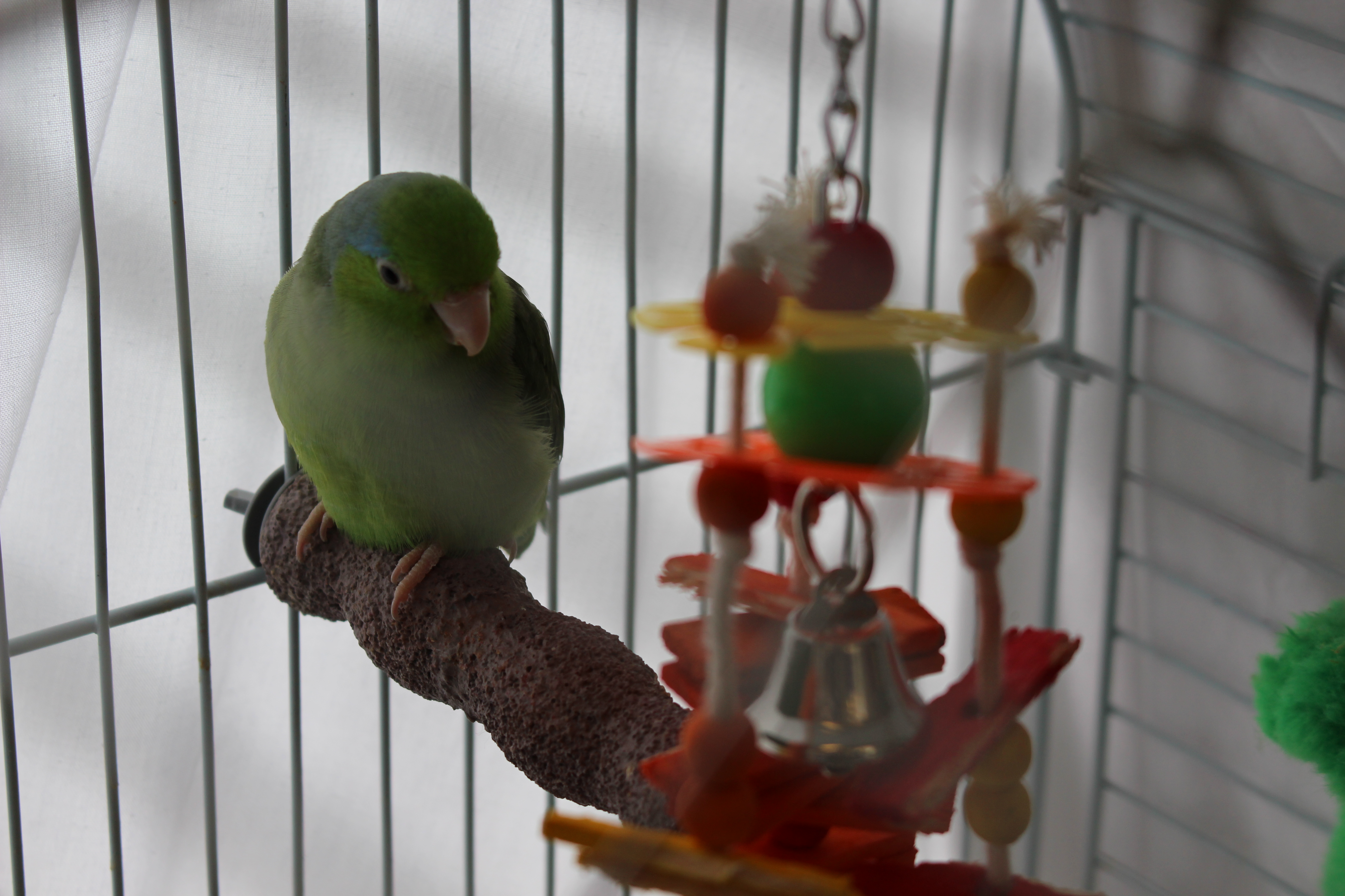 Caring for your Bird 5 Questions Answered! Ontario SPCA and Humane