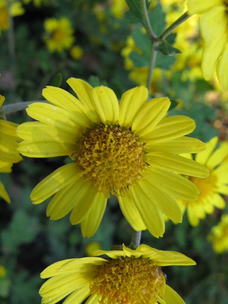 PET HEALTH CORNER Poisonous plants and your pet Ontario SPCA and