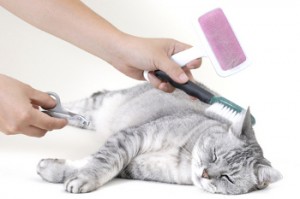 grooming, groom your cat