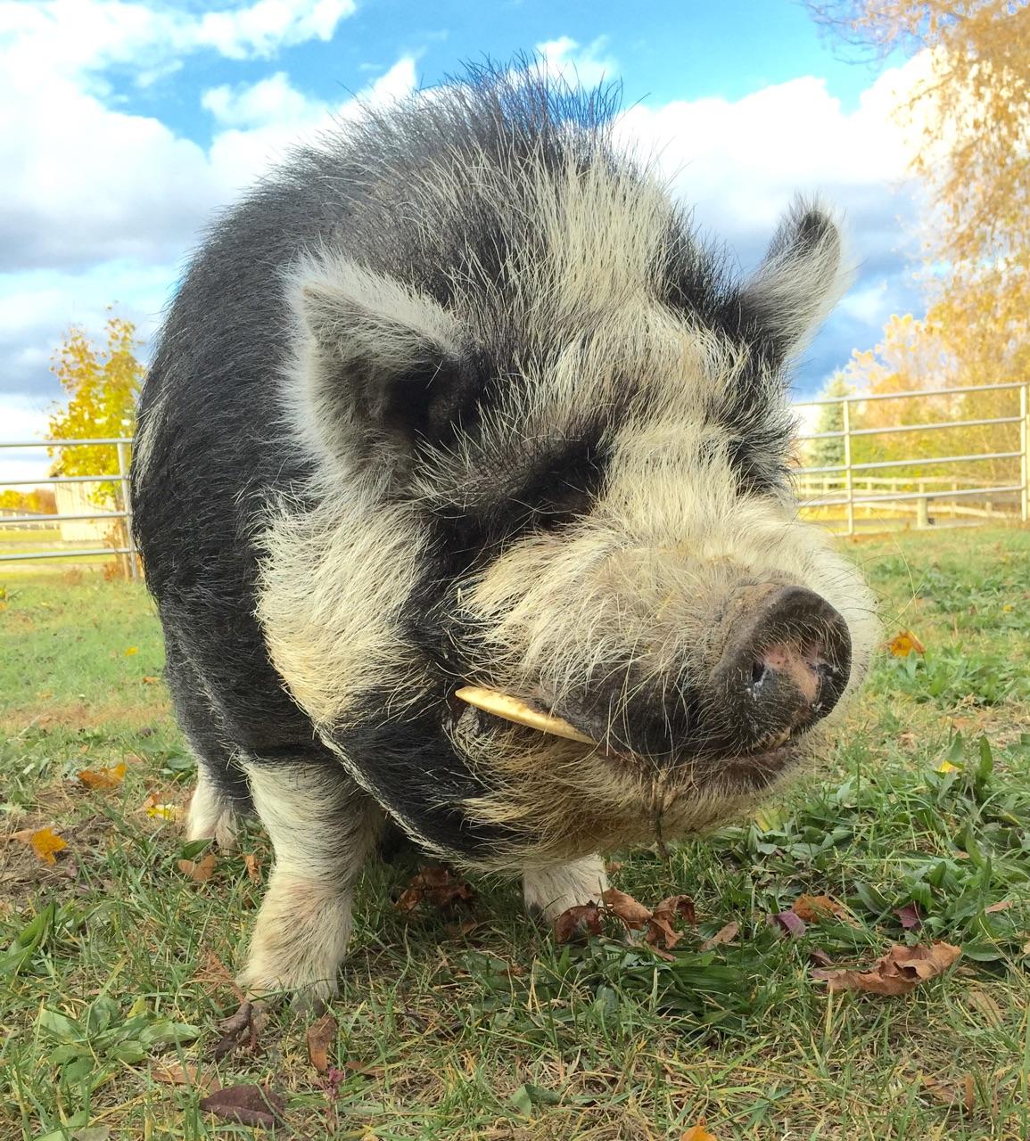 Pig Adoption Loving homes needed! Ontario SPCA and Humane Society