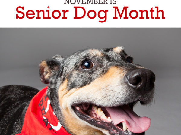 senior dog, adopt dog